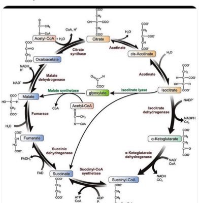 linkanostage's profile picture. 