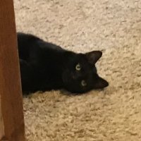 Autisum Suprime (@justchilling424) 's Twitter Profile
