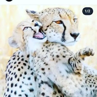 cobrabigsnake12's profile picture. 