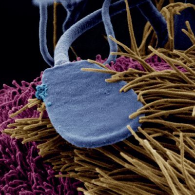 A Q1 journal in reproductive biology, publishing research & reviews. IF: 3.7. Owned by @SRF_Repro
