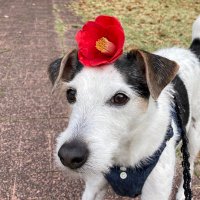 ジャックラッセルテリアのニコくん🐶 (@nicokunjrt_h) 's Twitter Profile