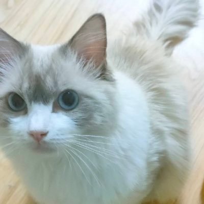 piaori1016's profile picture. 