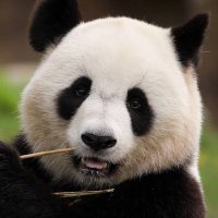 Antipatik (@antipatikcs) 's Twitter Profile Photo Antipatik (@antipatikcs) 's Twitter Profile Photo