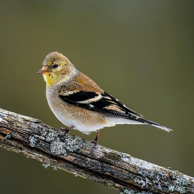 alexjurban's profile picture. 