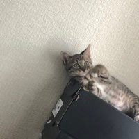 茶々@猫とソフビ (@cha_cha0905) Twitter profile photo