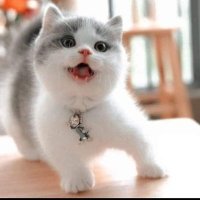 min ko (@hlamino60554707) 's Twitter Profile Photo