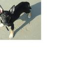 Cecilia Krause - @Kelpielife - Twitter