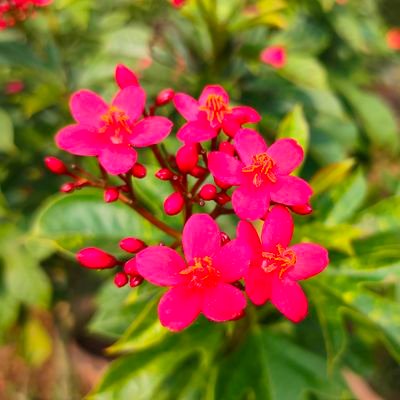 SJogania90328's profile picture. 