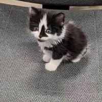 Nicky (@velv3t_blues) 's Twitter Profile