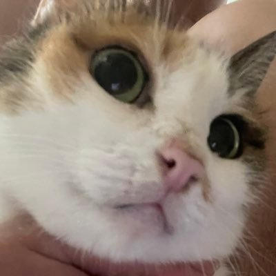 領飛龍さんのプロフィール画像