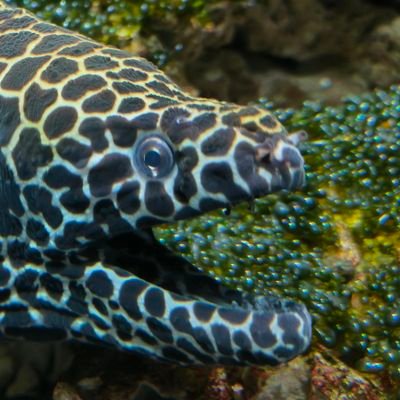 Az_Turgle's profile picture. Ingé train perdu en 🇩🇪

Are you try?

Canaille, garçon et casse les couilles - no followback, juste fan de plein de trucs