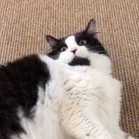 History Gato (TikTok) (@hugegato) 's Twitter Profile