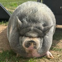 NikePig (@nikepig_ada) 's Twitter Profile Photo NikePig (@nikepig_ada) 's Twitter Profile Photo