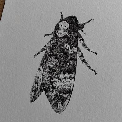 Raven mad all-round naturalist, with a passion for moths. Mainly Bristol region & Exmoor.