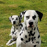 John Umpleby (@umpus1974) 's Twitter Profile