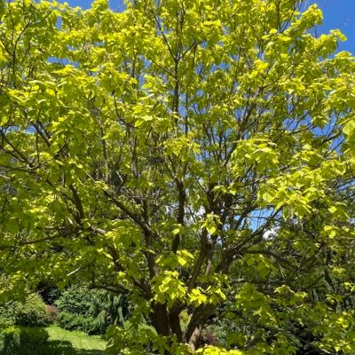 MSingerova's profile picture. 