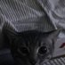 bug (@souljahkitten) Twitter profile photo bug (@souljahkitten) Twitter profile photo