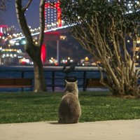 ebru (@mavii1843) Twitter profile photo