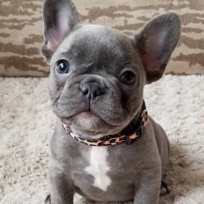 Meet the cutest doggy on Solana! $Bully BghJFneMwUN2Sc6SByysezjiUrk1H9Xp34vqdtESpump