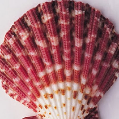 simonastella23's profile picture. 