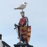 HolyheadSeagull's profile picture. I like attacking fat tourists who eat chips, aiming poop at fast cars and having a party 🥳 in the morning on top of caravans