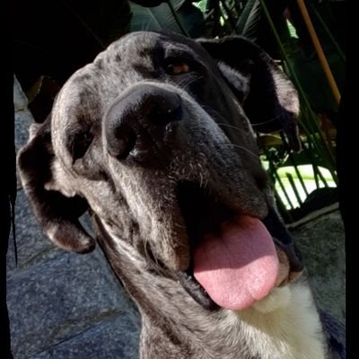 Priscastrooo's profile picture. 