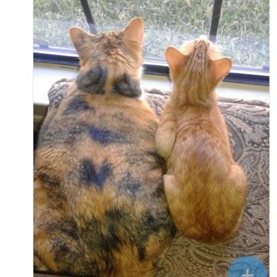 Mom to a Awesome Daughter, a Beautiful Calico (OTRB🌈), and a Adorable Ginger Girl! #BurstAmbassador code BSFGJX or MEL109 https://t.co/E8CGJZQIS9