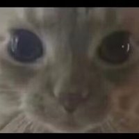 ^I I^ (@wqq1461808) 's Twitter Profile