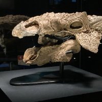 Paleoworld (@paleoworld95443) 's Twitter Profile