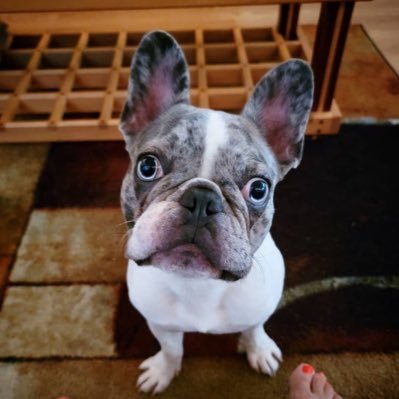 PierreThePupp's profile picture. ca: