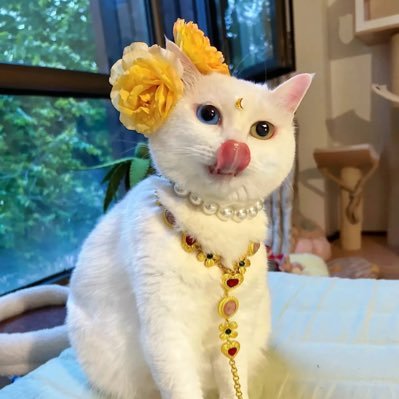 liujinziben's profile picture. web3从业者