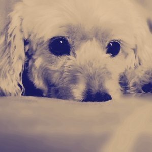 graciachavarria's profile picture. Con los pies en la tierra y los ojos en la luna