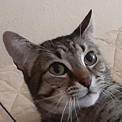 Just a Patriotic Mixed American Household Cat enjoying their freedom of speech! Sarcasm is the pinnacle of understanding. Wit helps to decipher