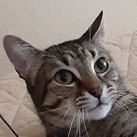 El Gatito (@el_gatito89) 's Twitter Profile Photo El Gatito (@el_gatito89) 's Twitter Profile Photo