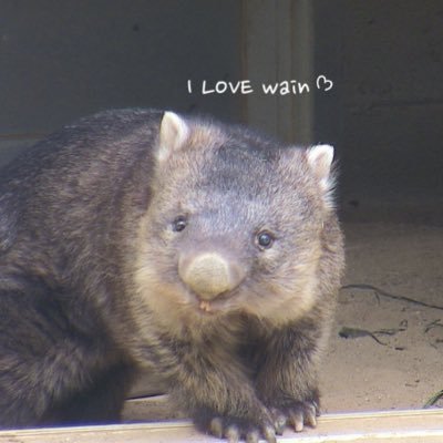 kanmidokoro1997's profile picture. ℓᵒᵛᵉᡣ𐭩五月山動物園ウォンバットのワインさん／月一円山動物園タオちゃんの記録／ボルネオゾウふくちゃん／🇬🇧Duran Duran【Ordinary World♬】／不定期