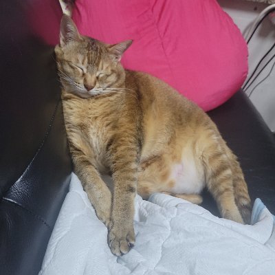 kawaii_1216's profile picture. 💋💋LIPxLIP 大好き💛💙 (18↑)