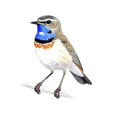 As1991Na's profile picture. Documenting my way to be a frontend developer.