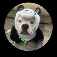 Chomperthegoat (@josechivo23) 's Twitter Profile