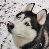 Will C. (@hyperbrorea) 's Twitter Profile Photo