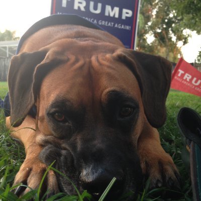 ataraxiaodyssey's profile picture. Gen X. 80's rocked. Animal lover. Retro aficionado. Green thumb. Outdoor adventurer. Conservative. Trump x 3.