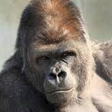 Kari_Kari_KC's profile picture. ゲームやガンプラ等々