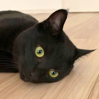 ポテトサラダ@読書&日常垢 (@you_and_mii1984) Twitter profile photo