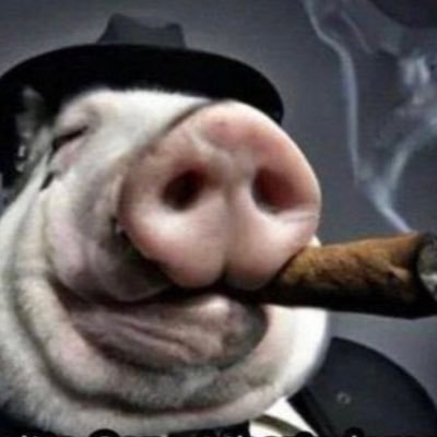 pedrinhophbb's profile picture. ,