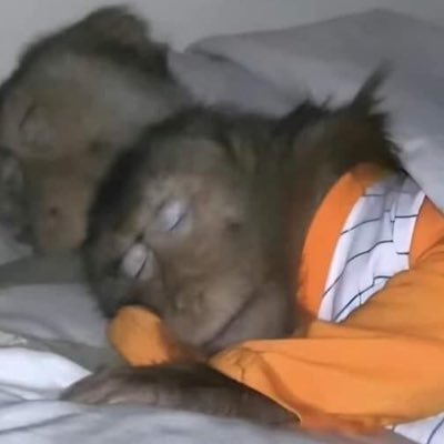 antoruzhot's profile picture. 