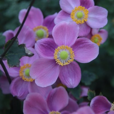 Anne_Smith101's profile picture. うつ病・パニック障害だけど　また旅に出られる日まで前を向いて