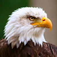 El Rey (@elrey1776) 's Twitter Profile