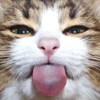 Sex, Smut, and Sluts (@flesh_desires) 's Twitter Profile Photo Sex, Smut, and Sluts (@flesh_desires) 's Twitter Profile Photo