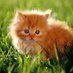 kitty kitten 🐈 (@kittykitten_g) Twitter profile photo kitty kitten 🐈 (@kittykitten_g) Twitter profile photo