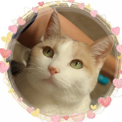 maimai🌈さんのプロフィール画像