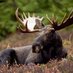 NI_Moose (@moose_ni_texas) Twitter profile photo NI_Moose (@moose_ni_texas) Twitter profile photo